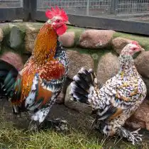 Бентамки, или корольки