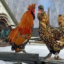 Павловская порода кур