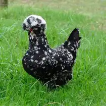 Курица «Гудан»