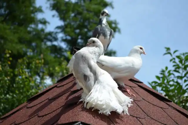 В України голубеводство начало развиваться в 16 веке