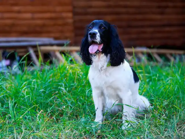 Русский спаниель