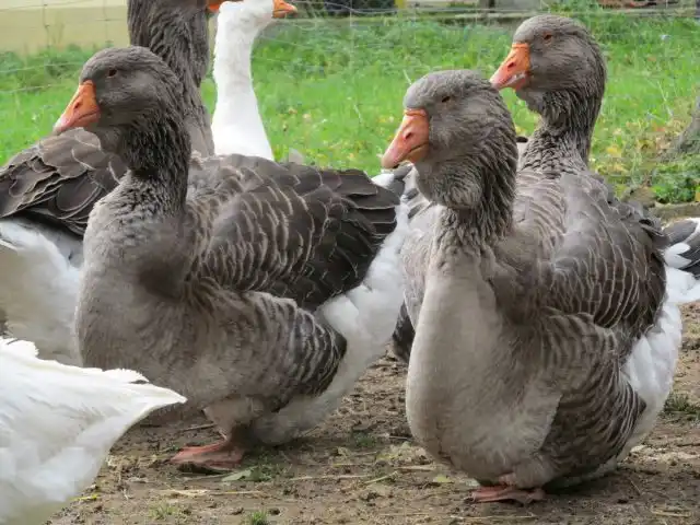 Тулузские гуси