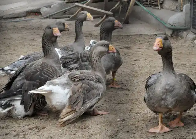 Тульские бойцовые гуси