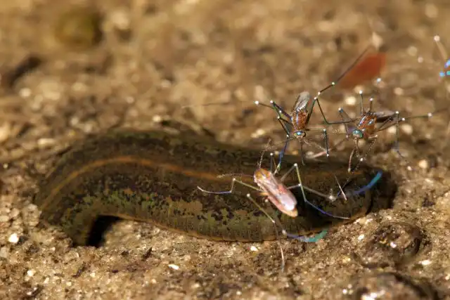 Уранотения (Uranotaenia sapphirina)