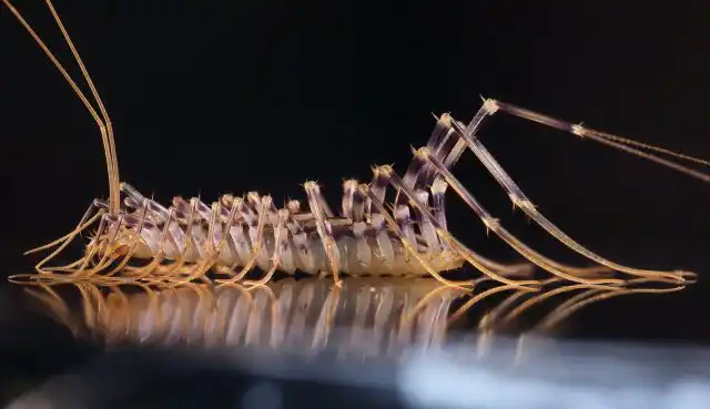 Скутигера (Scutigera coleoptrata)