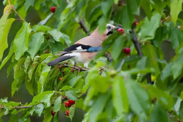В саду сойка любит полакомиться ягодами