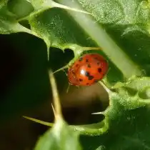 Люцерновая (Subcoccinella vigintiquatuorpunctata)