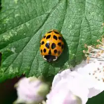 Азиатская божья коровка арлекин (Harmonia axyridis)
