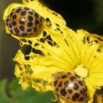 Двадцативосьмиточечная коровка (Henosepilachna vigintioctomaculata)