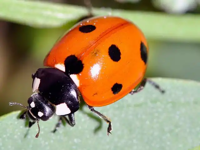 Cемиточечная коровка (Coccinella septempunctata)