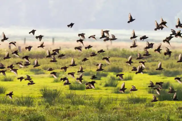 Скворцы отправляются в теплые страны с наступлением холодов