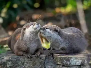 Азиатская выдра (Aonyx cinereus)