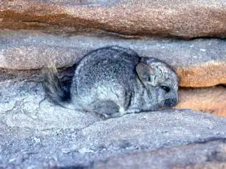Короткохвостая, или большая шиншилла (Chinchilla brevicaudata)