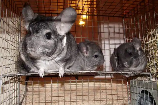 При разведении шиншилл для экономии пространства обычно используют клетки, которые стоят в три-четыре яруса
