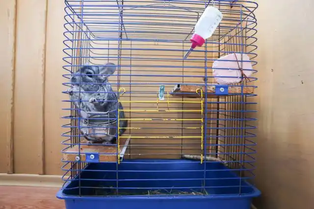 Для содержания шиншилл дома нужно отводить просторные клетки