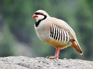 Каменная куропатка