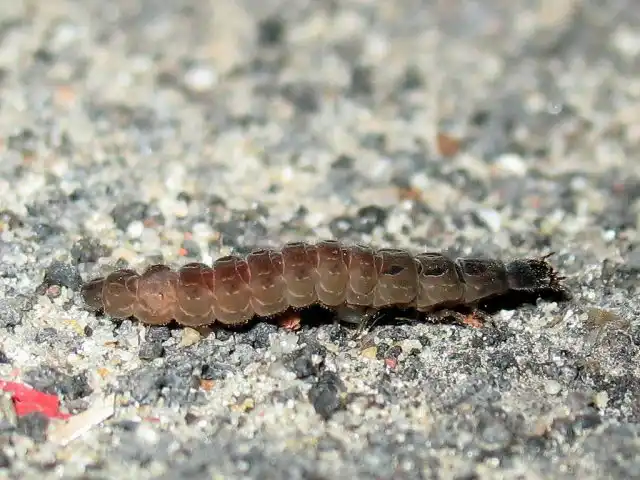 Личинки мягкотелки сравнивают с маленькими крокодильчиками, хотя они напоминают гусениц, зауженных со стороны головы