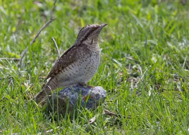 Вертишейка любит есть именно садовых муравьёв