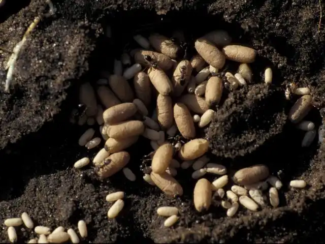 Муравьиный «детский сад»