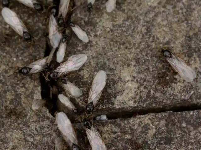 Будущие основательницы муравейников