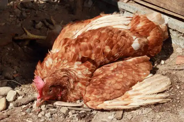 Вялость и снижение аппетита могут быть симптомами Болезни Ньюкасла