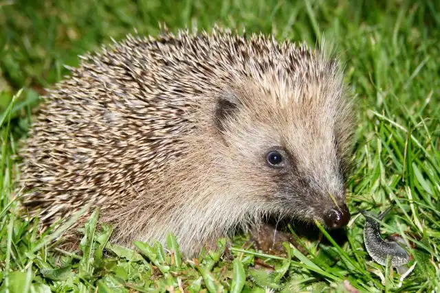 Защитить урожай от улиток и слизней поможет семейство ежей, если получится их у себя на участке поселить