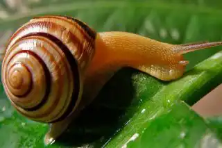 Садовая улитка