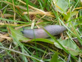 Кавказский слизень