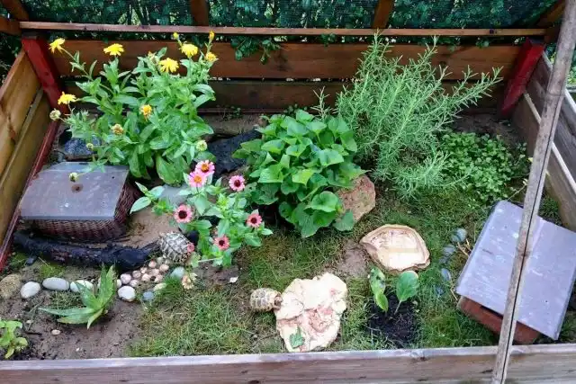 «Террариум» для черепах на свежем воздухе