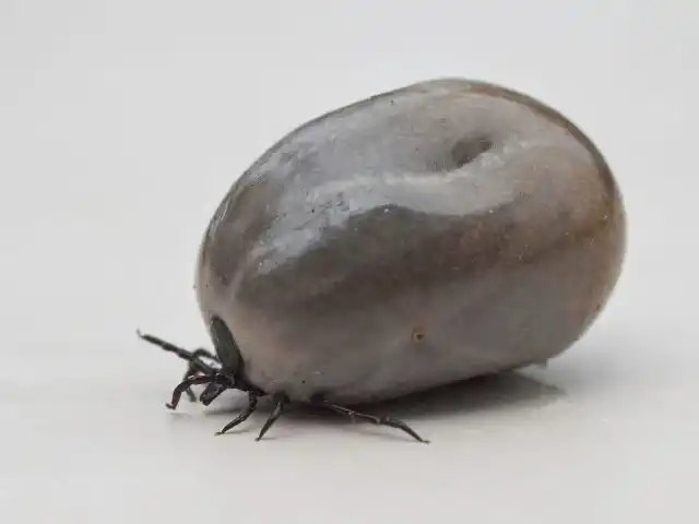 Клещ, напившийся крови