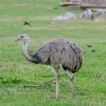 Нанду (Rheidae)