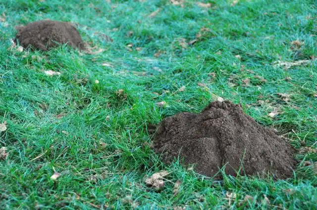Кротовины на участке