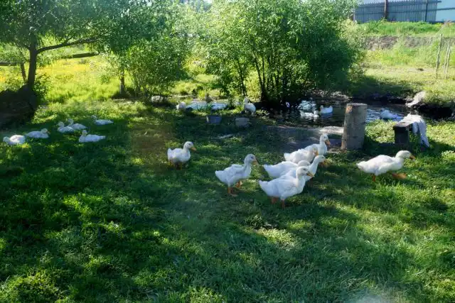 Наши утки имеют достаточно место для выгула, маленький пруд под боком и тень от деревьев и кустарников
