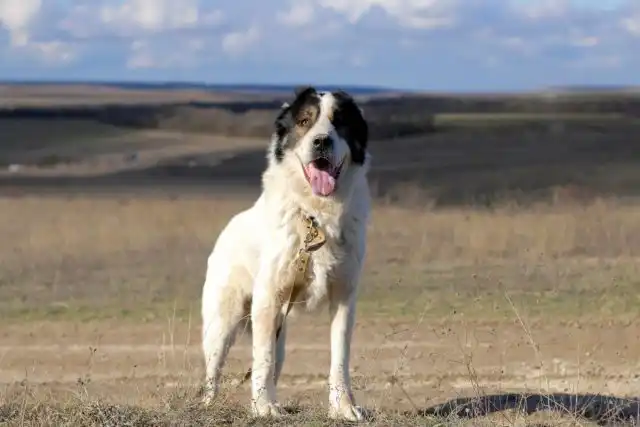 Наш алабай с нами уже 6 лет