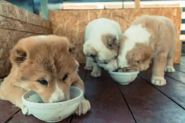 Здоровый щенок алабая — активный, имеет блестящую чистую шерсть, ест с аппетитом