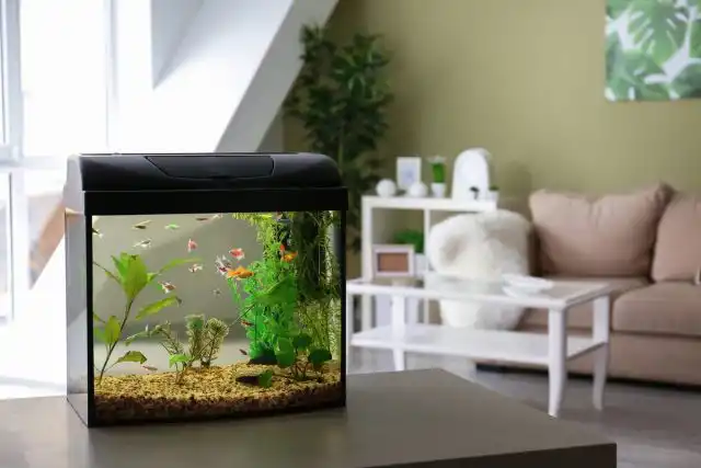 Аквариум – это, безусловно, украшение интерьера, но не стоит забывать, что перед вами не картина, а живая система