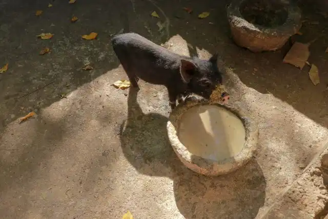 Приучать поросят к кормам на основе дрожжевания и заквашивания нужно постепенно