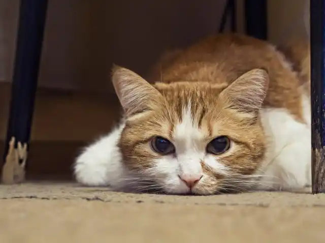 Кошечка утром вдруг не попросила еды и даже не вышла к вам - ей нездоровится