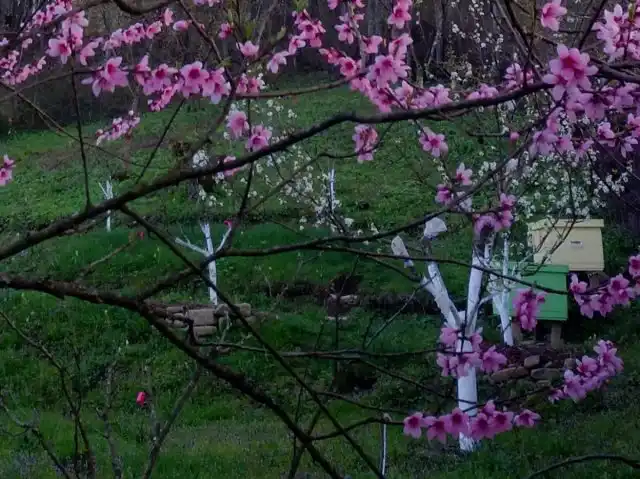 Всё цветёт, а пчёл нет