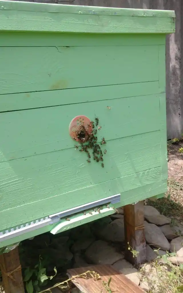 Работа в ульях кипит