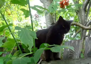 Наша кошка за свои 10 лет жизни в семье на лоток ходила только в первый год