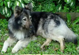 Наш пёс до поездки не знал поводка и никогда никуда не ездил