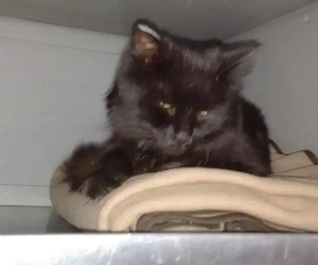 В первом поезде кошка всё осмотрела, обнюхала и обосновалась на антресоли