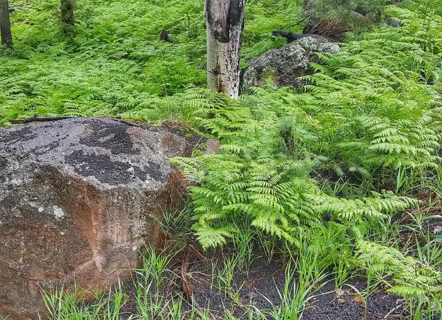 Поедание папоротников чревато для коз внутренними кровотечениями