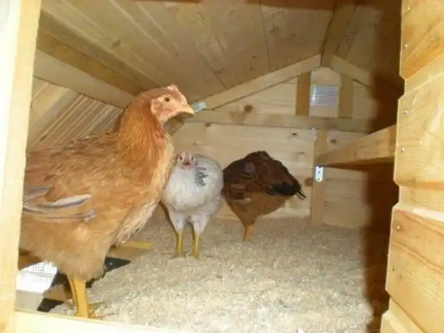 Высота балконного курятника не должна быть слишком большой, чтобы не греть зимой воздух