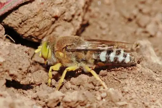Оса песчанная (Crabronidae)