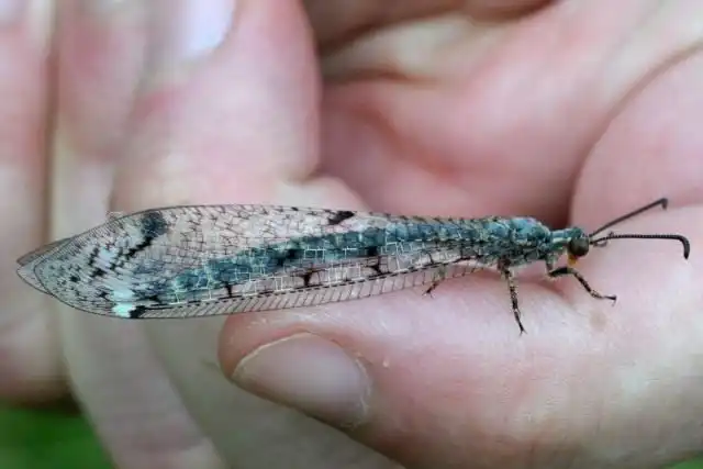 Взрослая особь муравьиного льва пятнокрылого (Distoleon tetragrammicus)