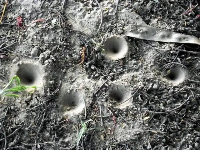 Ямы-ловушки личинок муравьиного льва