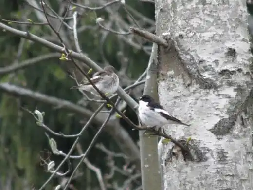 Мухоловка-пеструшка (Ficedula hypoleuca)