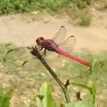 Стрекоза (Odonata)